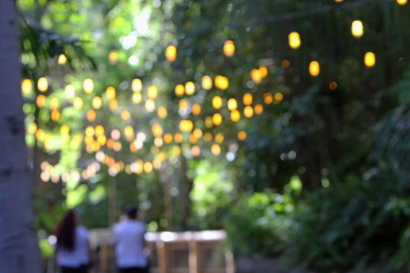 String lights hanging in the trees of a garden in the early evening